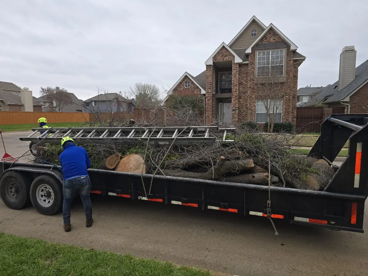 Expert Tree Fertilization with proper safety equipment in Granton